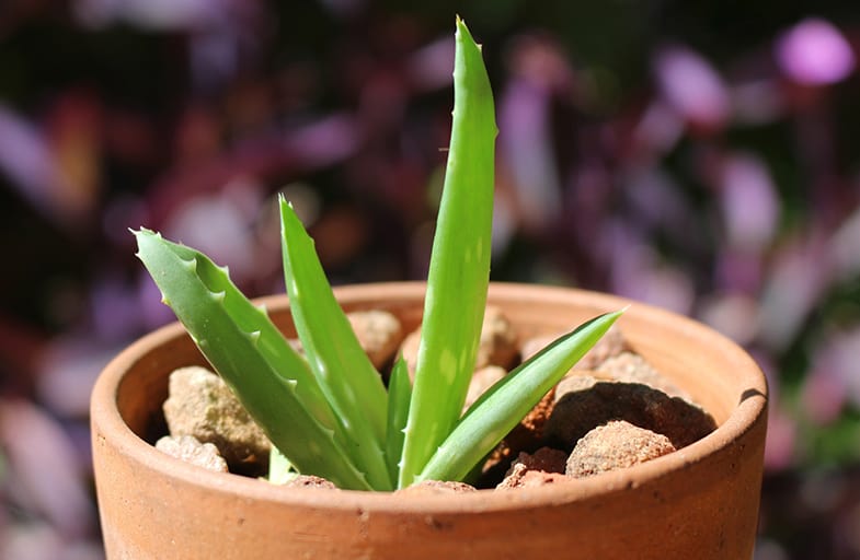 Succulents thrive outdoors
