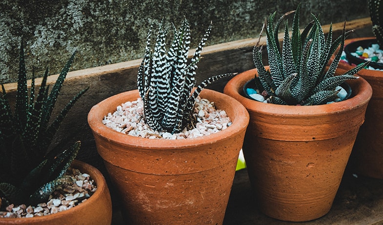 Succulents are perfectly happy living outside