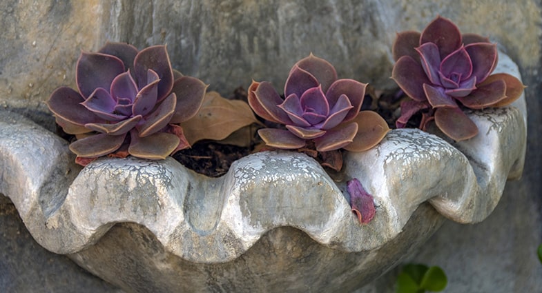 Succulents grow well on stone walls