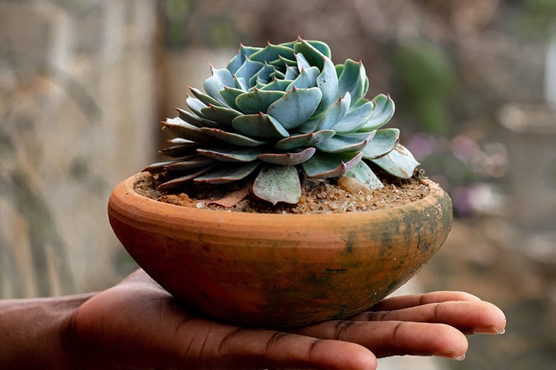 Terracotta pots are perfect for succulents