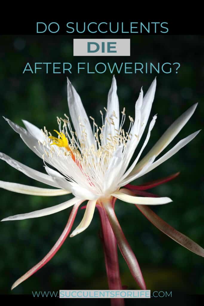 Do Succulents Die After Flowering And Can You Stop It Happening