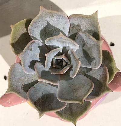 Echeveria