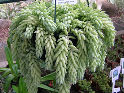 Sedum Burro