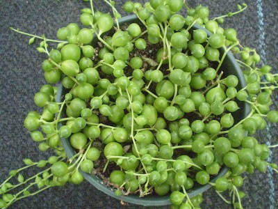 String of Pearls