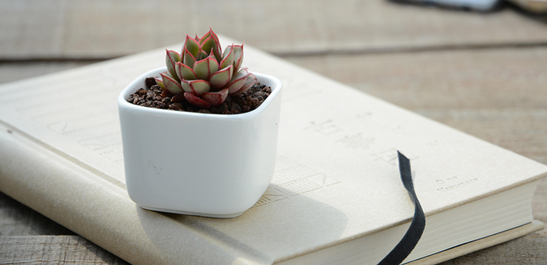 Succulents can help improve your concentration, memory and even help you sleep better