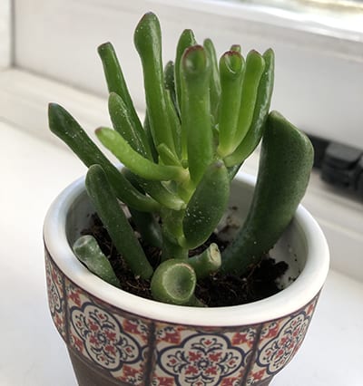 Jade Plant