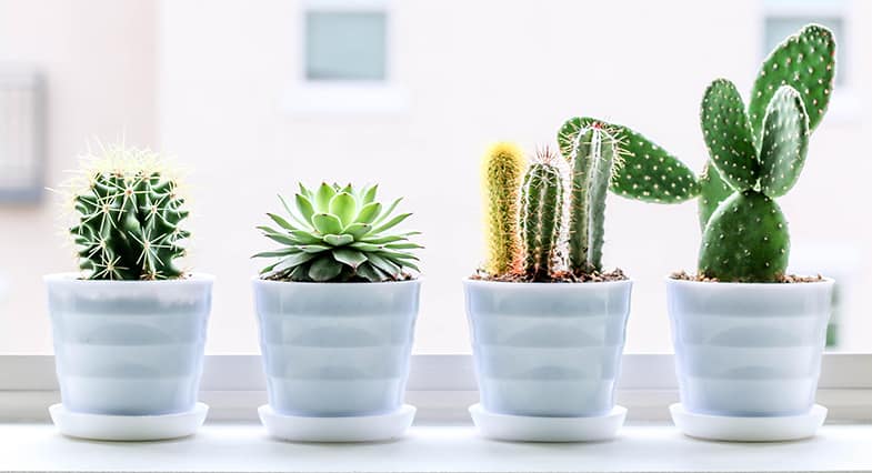 Putting a tray under your succulent planter will help to keep excess water away from your plant