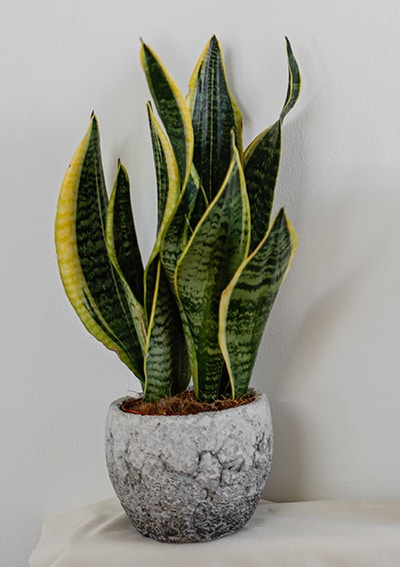 Snake Plant