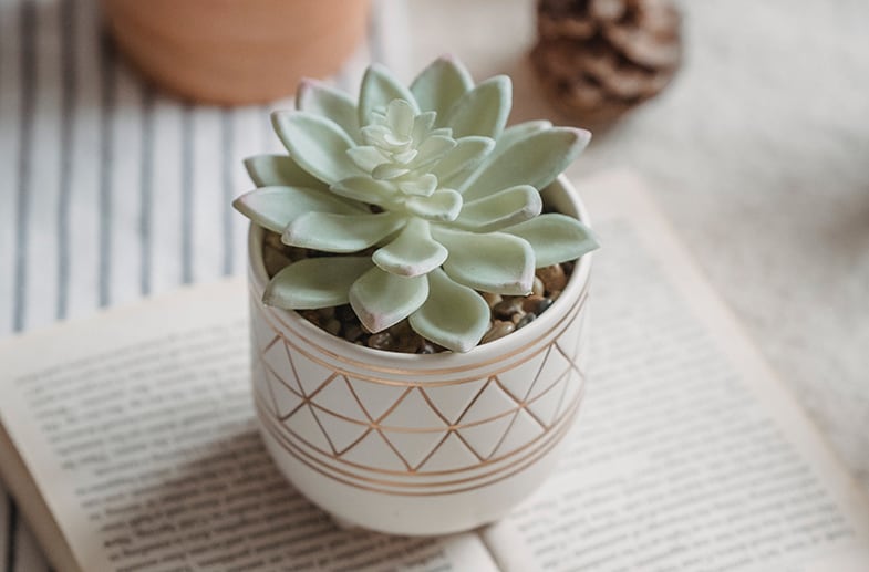 Succulents can help improve your grades