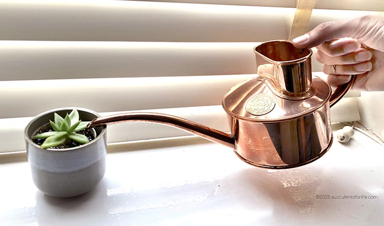 Succulents don't need watering as much as other plants