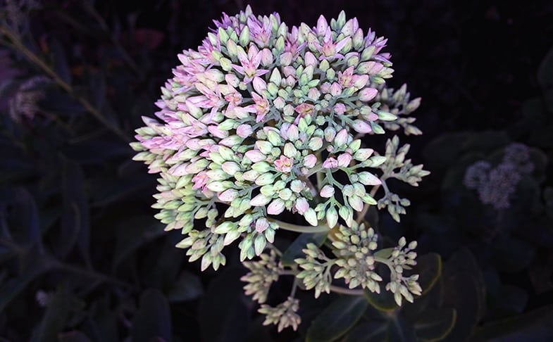 Some varieties of Sedum are monocarpic