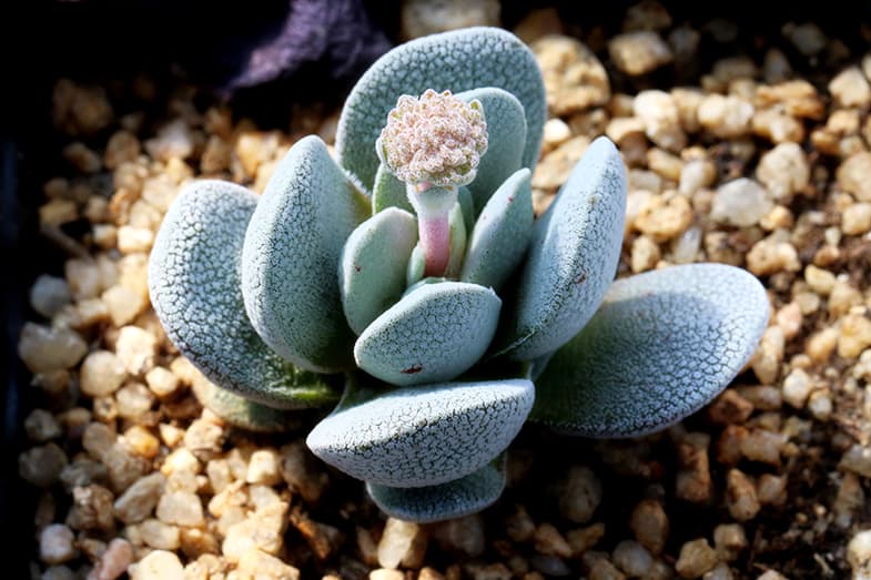 Once a succulent starts to produce a death bloom you shouldn't try and stop it