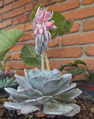 Death blooms grow from the centre of the plant