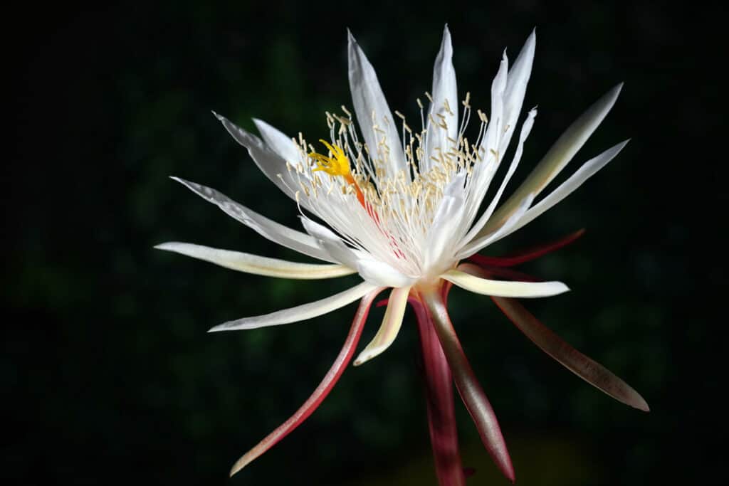 Do Succulents Die After Flowering And Can You Stop It Happening