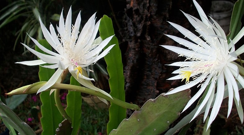 Some succulents will die after they've flowered
