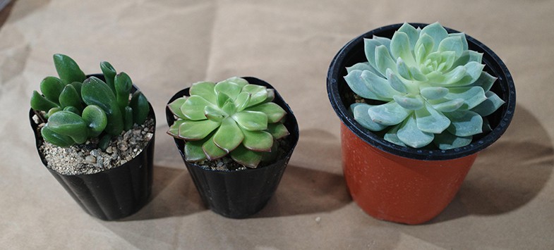 New succulents are typically planted in small plastic pots