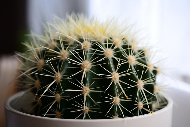 Is a cactus a succulent