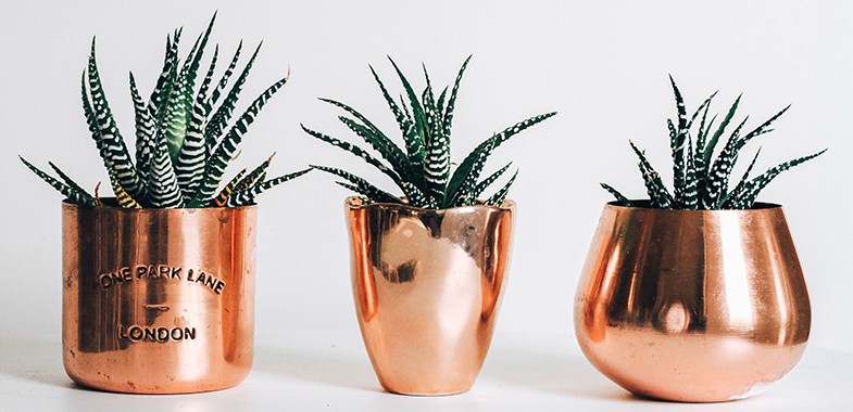 What is a succulent?
