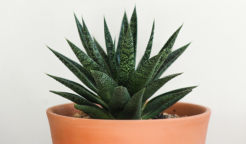 Succulents are often very distinctive plants