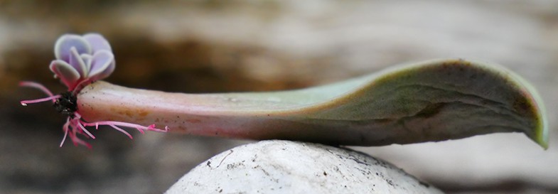 A dry propagated echeveria leaf