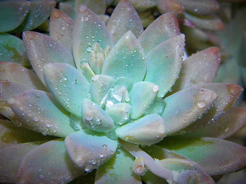 Misting succulents can result in water sitting on the leaves