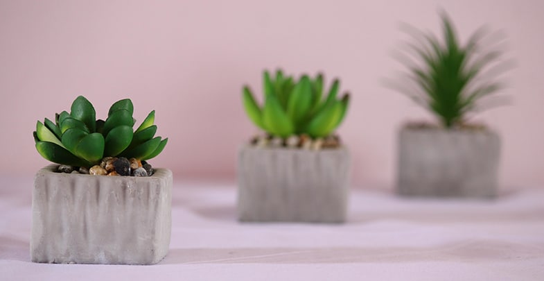You can grow new succulents from cuttings