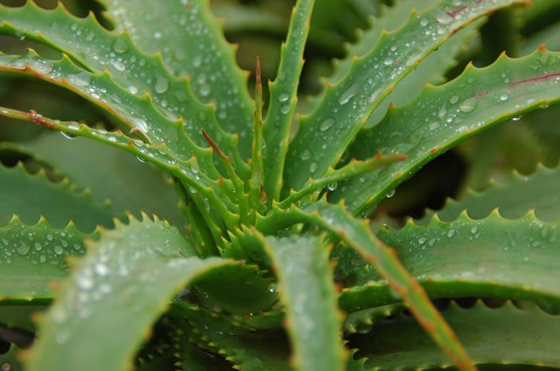 All varieties of aloe are perfect for beginners