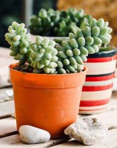 Burro's tail (sedum) is perfect for beginners