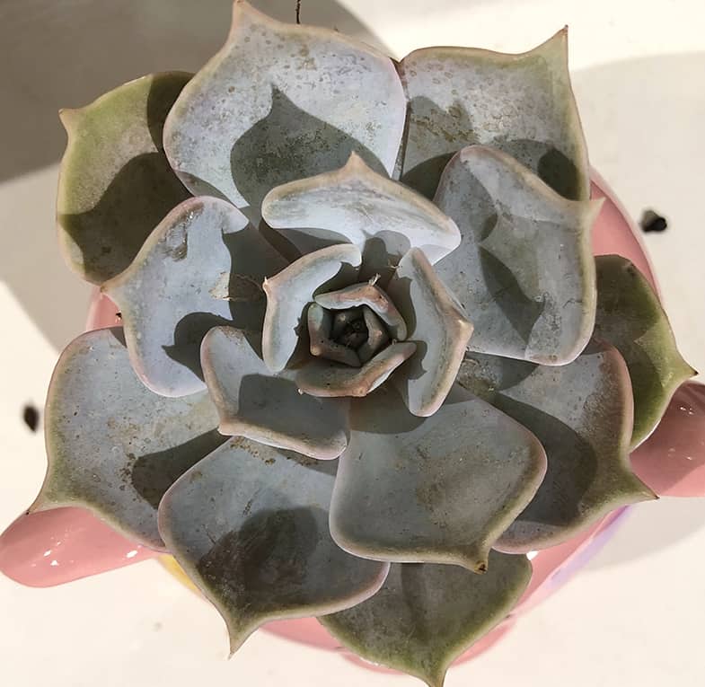 Echeveria's are ideal succulents for beginners