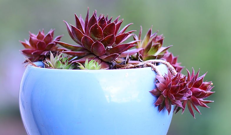 Hens & Chicks (sempervivum) are perfect for beginners