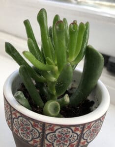 Jade's a re perfect succulents for beginners