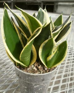 Snake plant (mother-in-law's tongue) is perfect for beginners