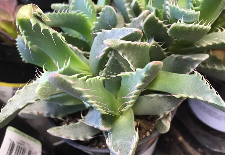 The unusual tiger jaw's is perfect for beginners