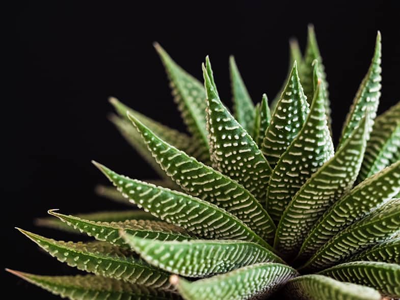 The zebra haworthia is perfect for new succulent owners