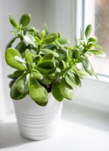 Lack light will cause succulents to stretch