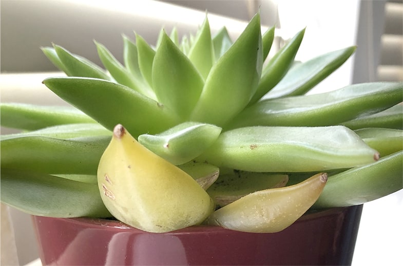 The leaves of overwatered succulents will turn yellow at first