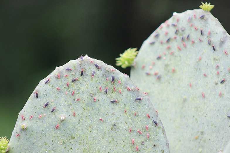 Bugs and pests can kill succulents