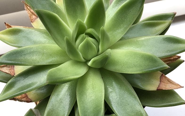 The leaves of underwatered plats will dry up