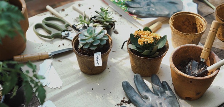 You don't need a lot of tools for succulents