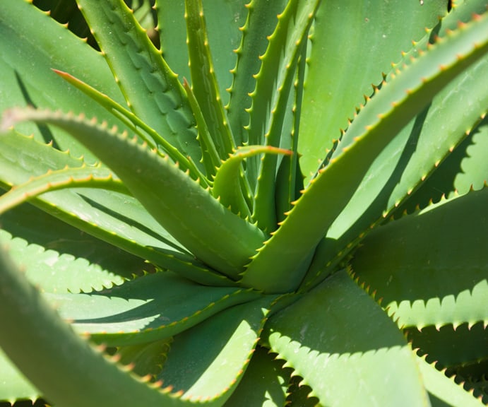 The leaves of the aloe vera are very different to those of the gasteria