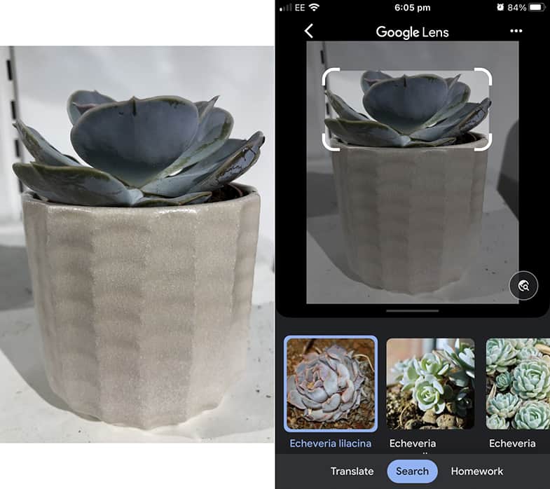 Identifying a echeveria