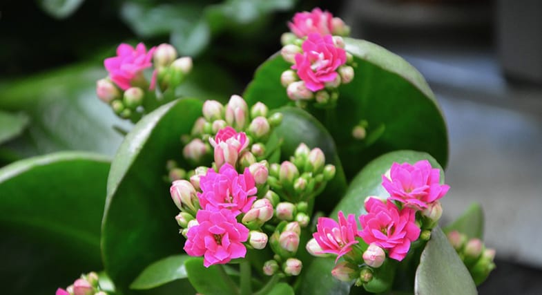 The flowers of a succulent can help to identify the genus
