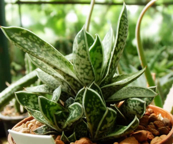 The leaves of the gasteria are very different to those of the aloe vera