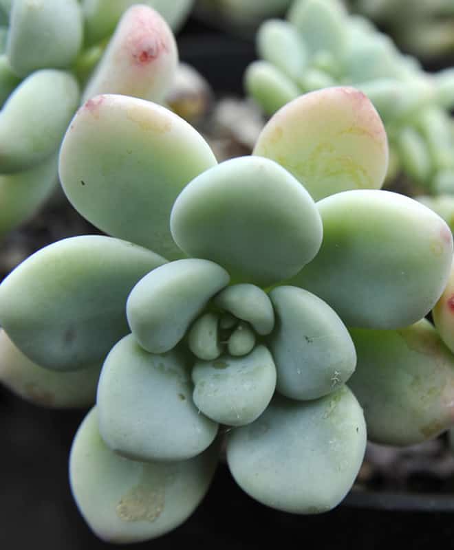 The leaves of the graptoveria are very different to those of the echeveria and sempervivum