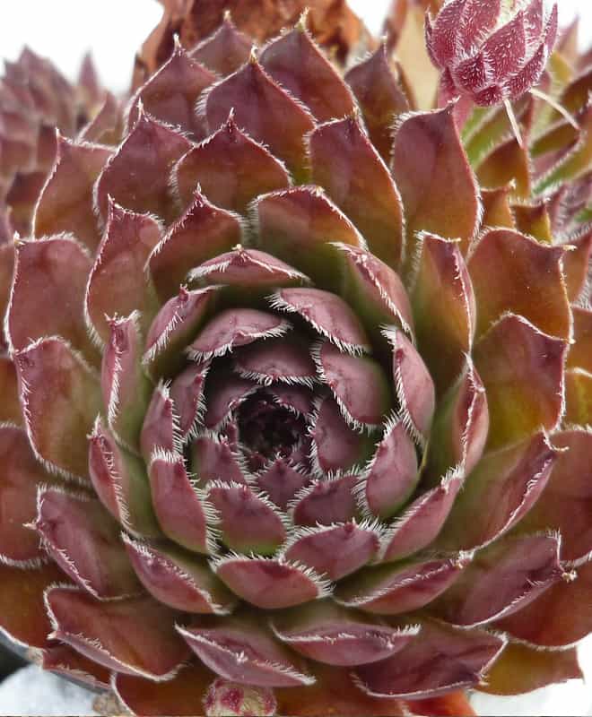 The leaves of the sempervivum are very different to those of the echeveria and graptoveria