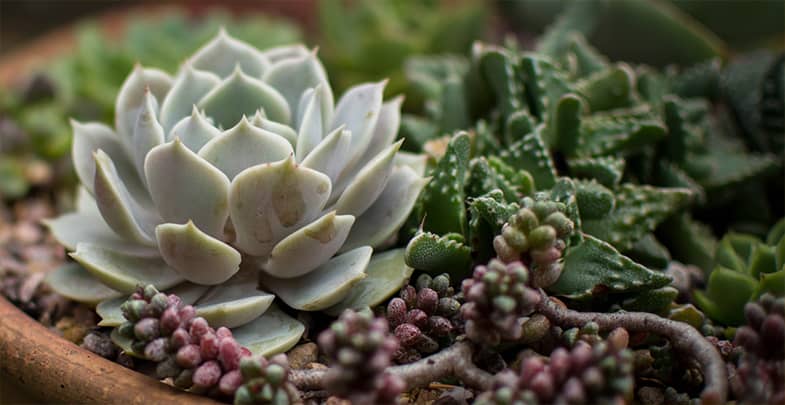 Succulents come in a huge range of shapes and sizes