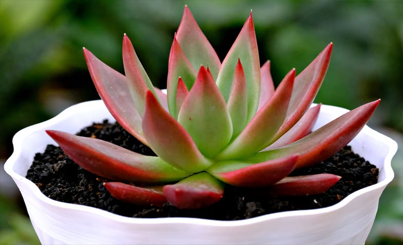 Succulents are amazing air purifiers