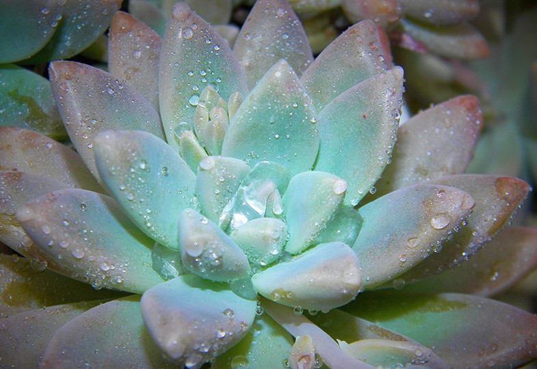 Succulents are great at improving a rooms humidity