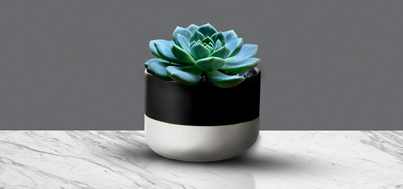 Succulents are great ant cleaning the air