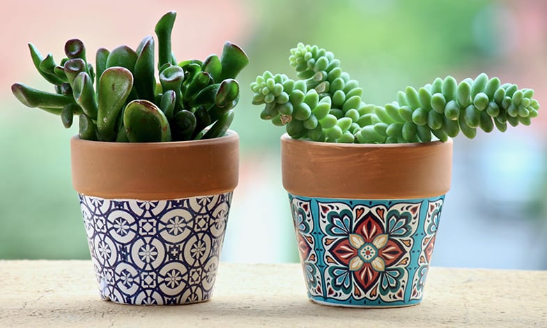 Succulents are happy living indoors